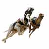 Albion Park Raceway Dog Track
