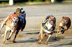 Gold Coast Greyhound Track